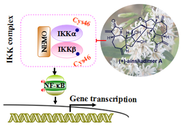 北京大学雷晓光课题组在天然产物化学生物学研