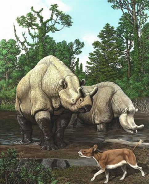 北美洲史前哺乳动物顺气候变化而进化形态各异