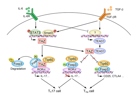 我国学者揭示调控TH17细胞和Treg细胞分化发