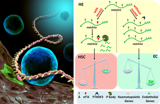 我国科学家揭示m6A调控造血干细胞命运决定