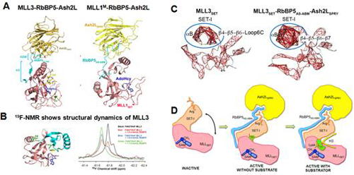 我国学者在组蛋白甲基转移酶MLL家族蛋白活性