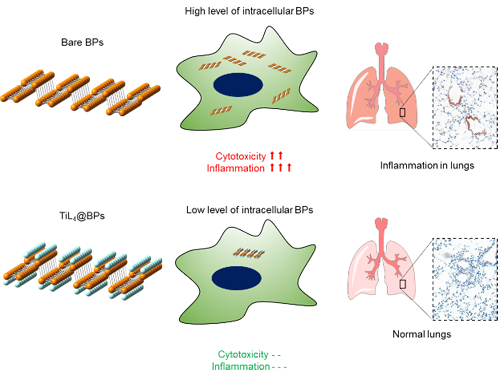 我国学者在黑磷纳米材料生物相容性调控方面取