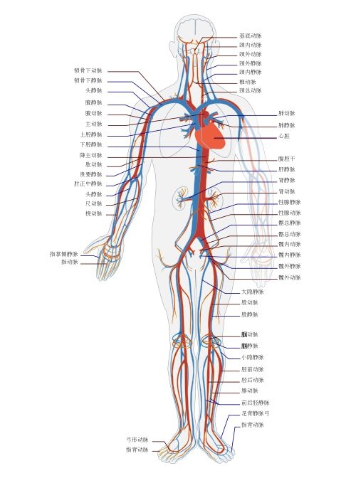最粗的静脉_腿上血管明显是静脉曲张嘛 静脉曲张的常识和方法都在这里