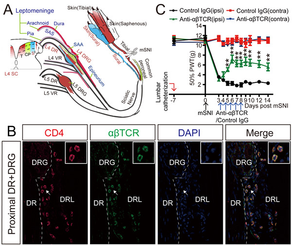 四川大学课题组在T细胞与神经病理性疼痛慢性