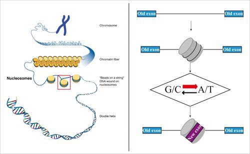 北京大学课题组提出人类外显子起源的核小体