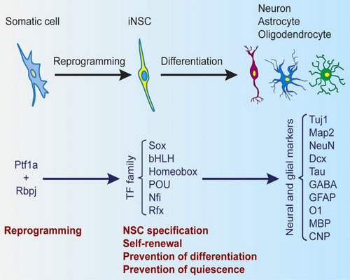 中山大学在神经干细胞方面的研究获得进展