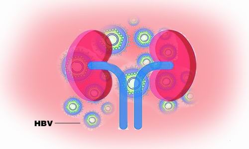 乙肝患者更易肾损伤