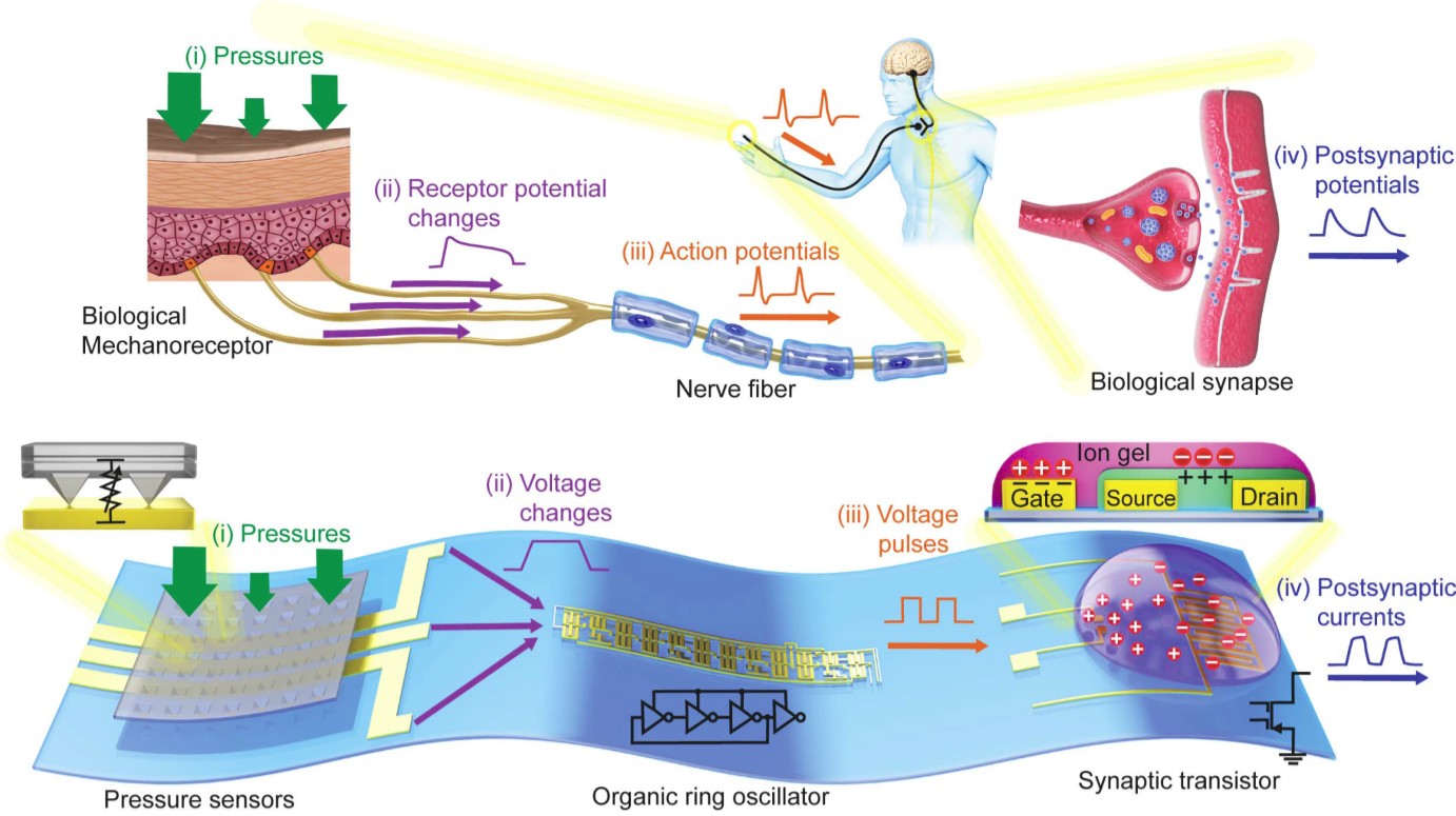 中美韩科学家联合研获世界首条柔性人造触觉神经