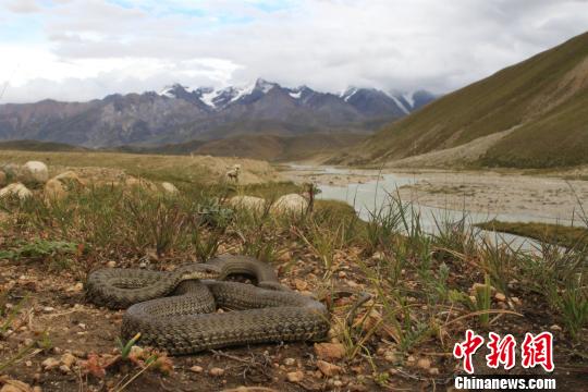 温泉蛇。　王聿凡 摄