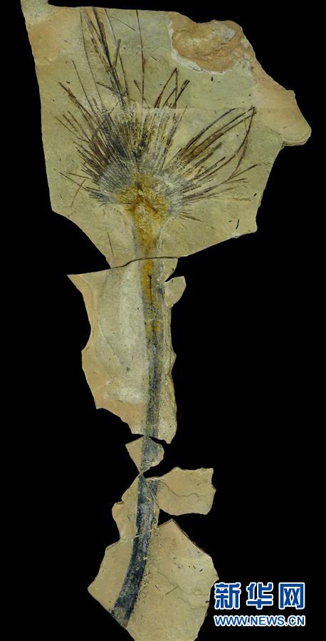 （图文互动）（2）科学家通过棕榈叶化石揭开青藏高原年轻时的模样