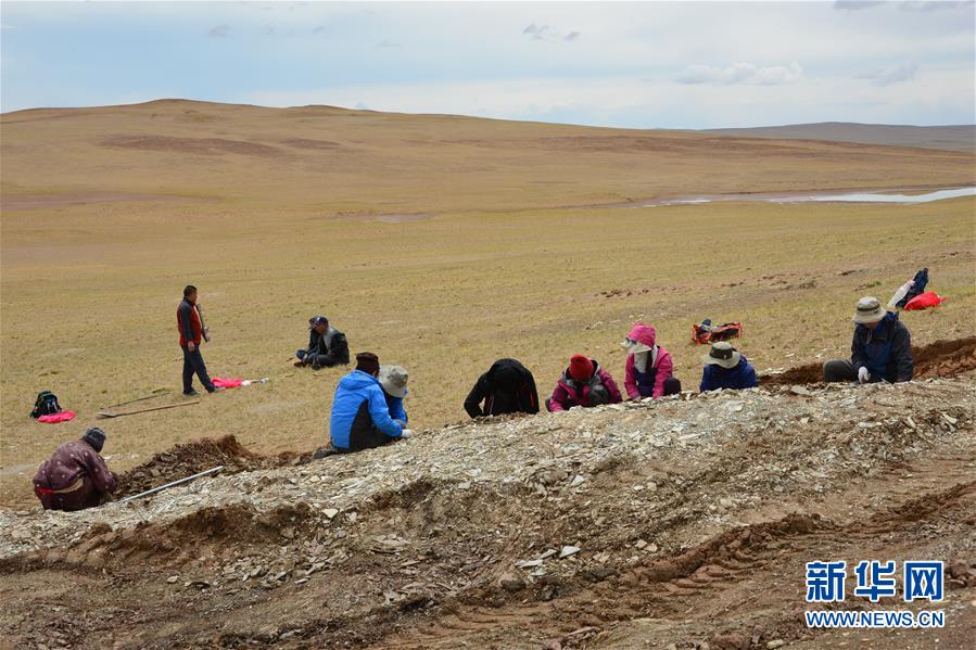 （图文互动）（3）科学家通过棕榈叶化石揭开青藏高原年轻时的模样