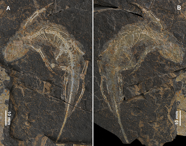 古脊椎所在侏罗纪蜥蜴研究中获进展 古脊椎所在侏罗纪蜥蜴研究中获进展