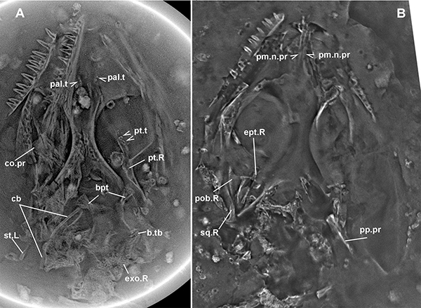 古脊椎所在侏罗纪蜥蜴研究中获进展 古脊椎所在侏罗纪蜥蜴研究中获进展