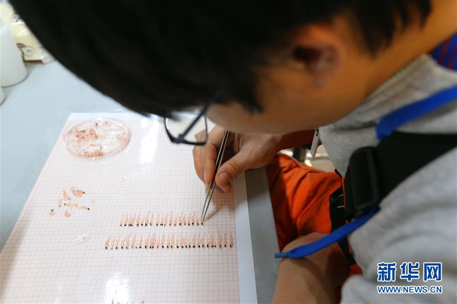 （“雪龙”探南极&middot;图文互动）（2）中国南极考察队完成宇航员海磷虾调查