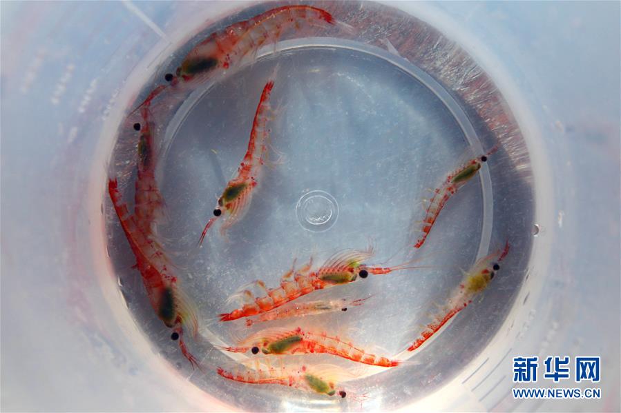 （“雪龙”探南极&middot;图文互动）（3）中国南极考察队完成宇航员海磷虾调查