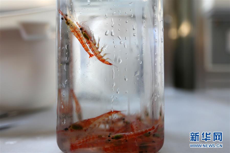 （“雪龙”探南极&middot;图文互动）（1）中国南极考察队完成宇航员海磷虾调查
