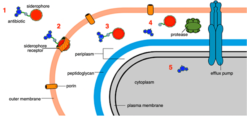 周质空间(periplasmic space),再通过细菌周质空间内源的酶(peptidase