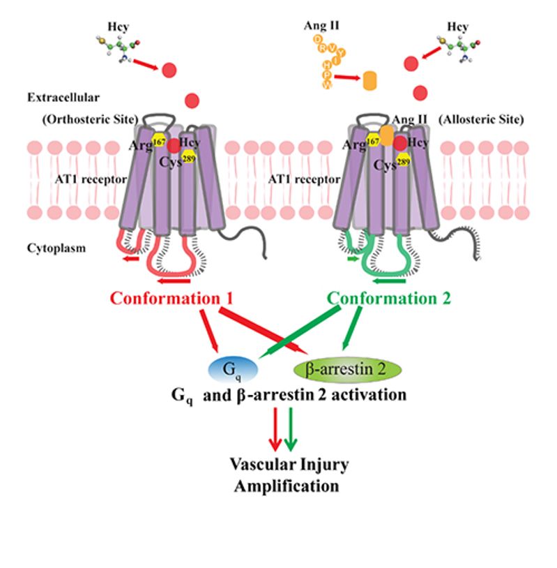 图. 同型半胱氨酸直接结合at1受体激活下游g q及β-arrestin 2信号