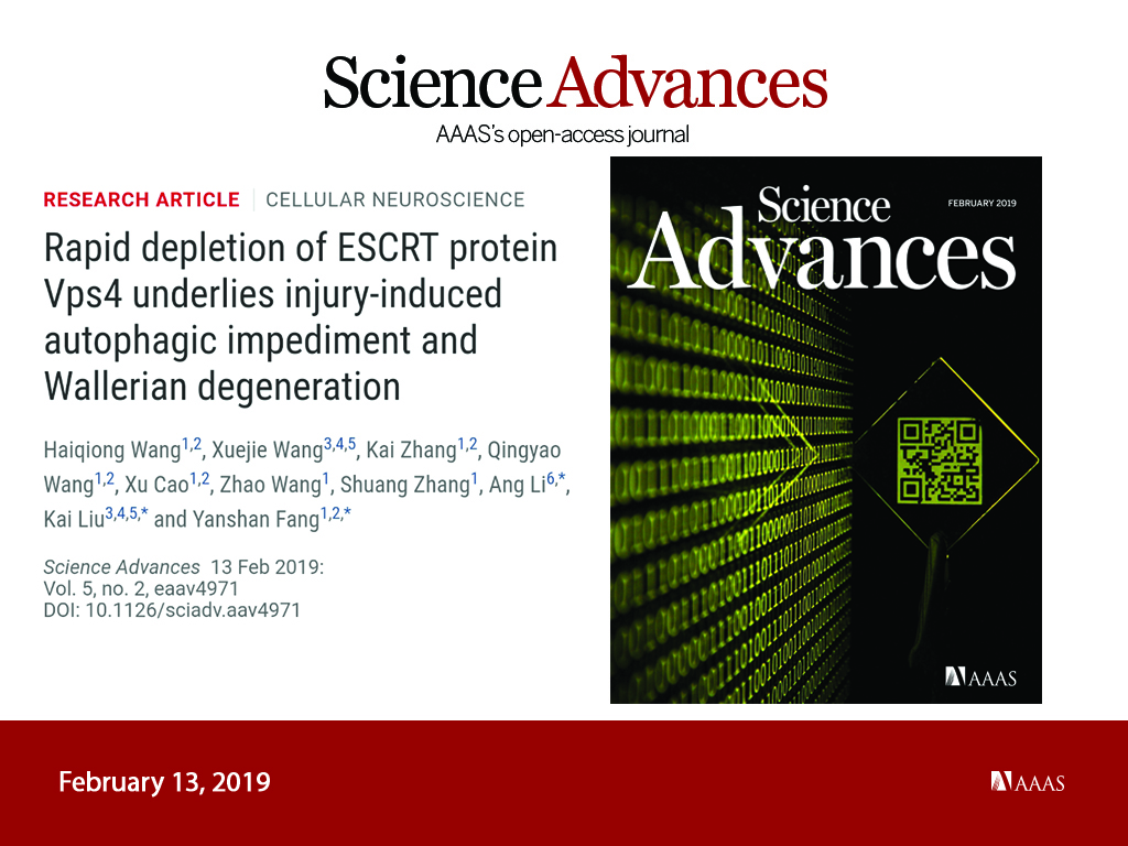(science advances文章上线)神经轴突退化 (axonal degeneration) 是