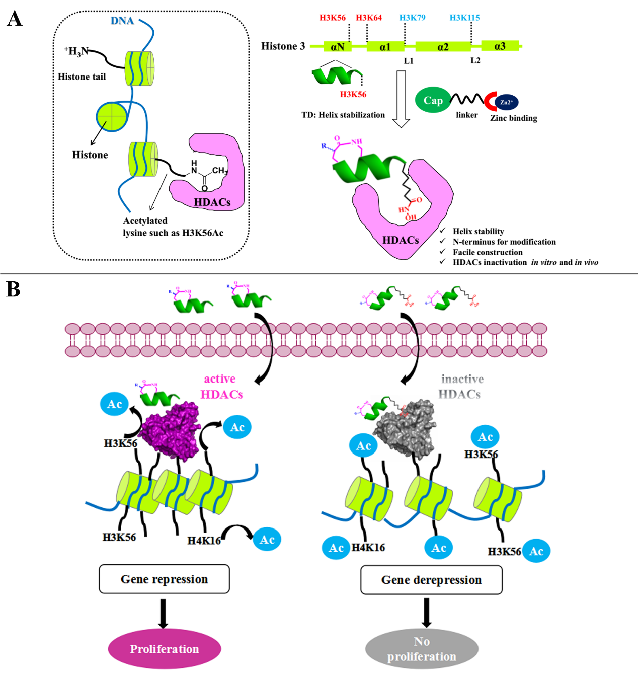 说明: F:PhD studyLab in ShenzhenMy projectHDACi project文章投稿for cancer researchrevise-3for submissionnew submissionFiguresGraphical Abstract.tif