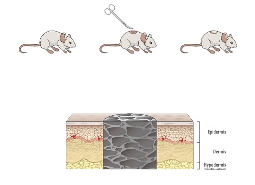图示:3d cs / pva纳米纤维海绵在全层皮肤缺损小鼠模型中的填塞效应