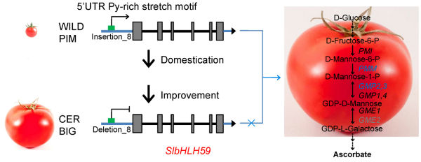 番茄进化过程中维生素C合成的调控新机制配图