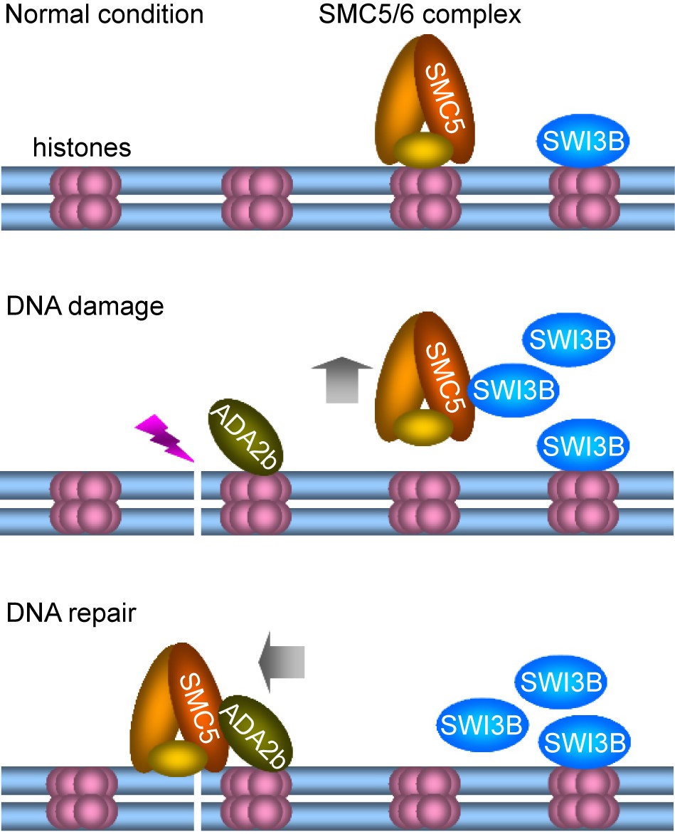 &ccedil;&ccedil;&sect;&eacute;&cent;&eacute;&sup3;&aelig;&auml;&frac14;&aelig;&aelig;&aring;&cent;&eacute;&aring;&uml;DNA&aelig;&auml;&frac14;&curren;&auml;&iquest;&reg;&aring;&curren;&ccedil;&nbsp;&ccedil;&copy;&para;&auml;&cedil;&shy;&aring;&aring;&frac34;&eacute;&egrave;&brvbar;&egrave;&iquest;&aring;&plusmn;