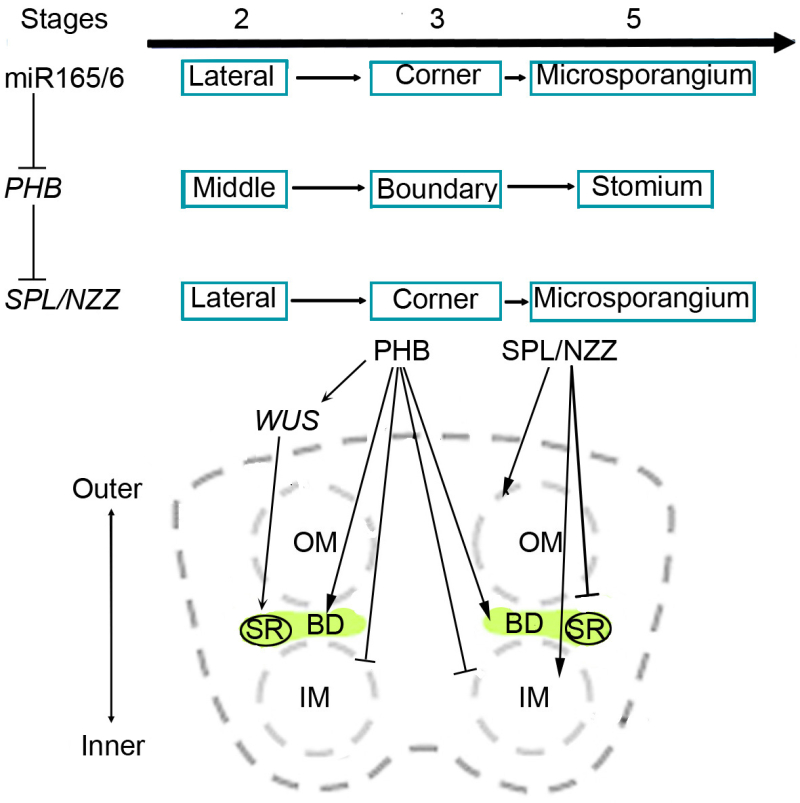 植物生理所何玉科研究组揭示了mir165 6调控拟南芥花药结构的分子机制