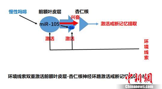 中国脑科学专家发现“戒断”毒瘾新靶点