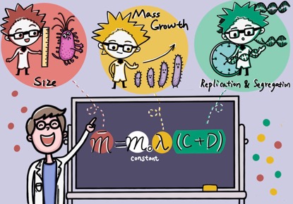 个体生长分裂方程。