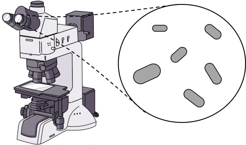 不同大小的细菌细胞。